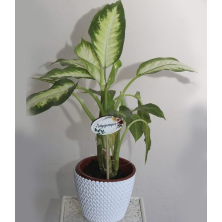 DIEFFENBACHIA