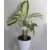 DIEFFENBACHIA