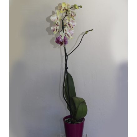 Orchidea