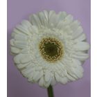 Mini Gerbera