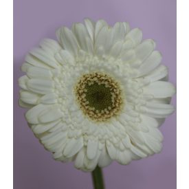 Mini Gerbera