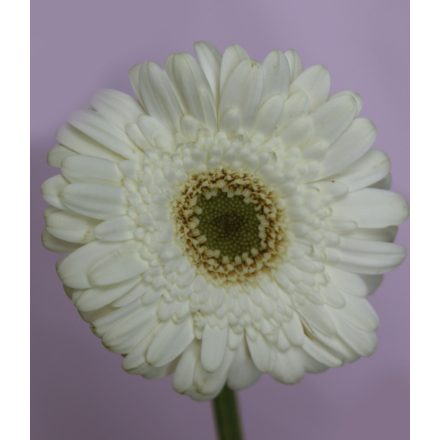 Gerbera