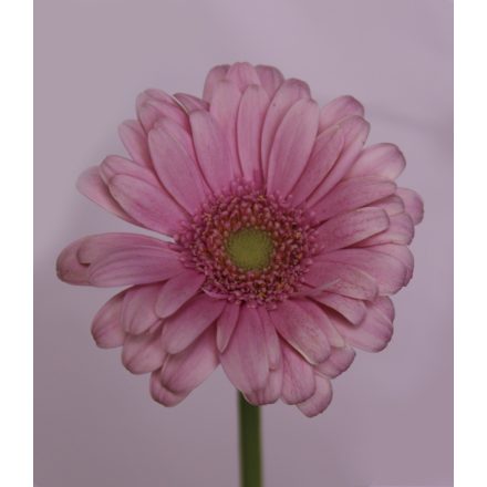 Gerbera