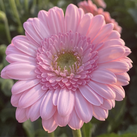 Mini Gerbera