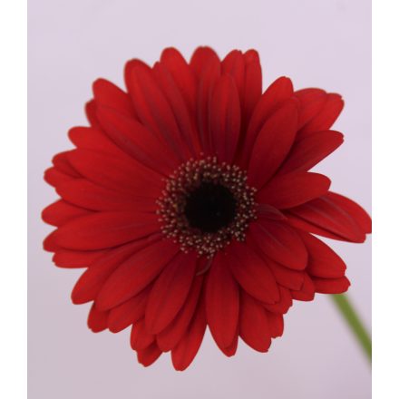 Gerbera