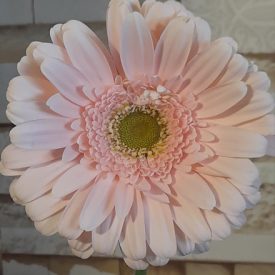 Extra gerbera
