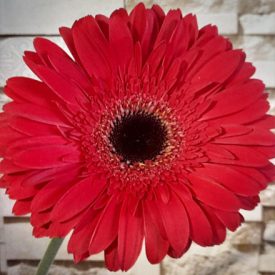 Extra gerbera