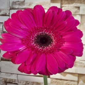 Extra gerbera