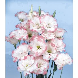 Lisianthus