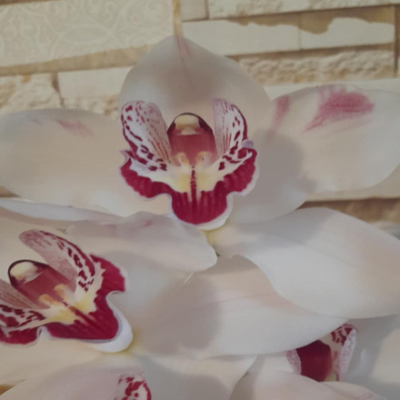 Orchidea