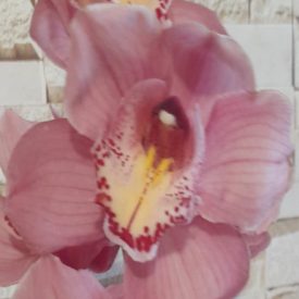 Orchidea